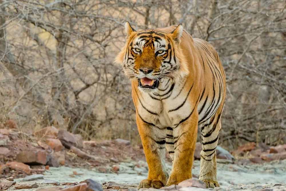 Triangolo d'oro e Natura selvaggia 